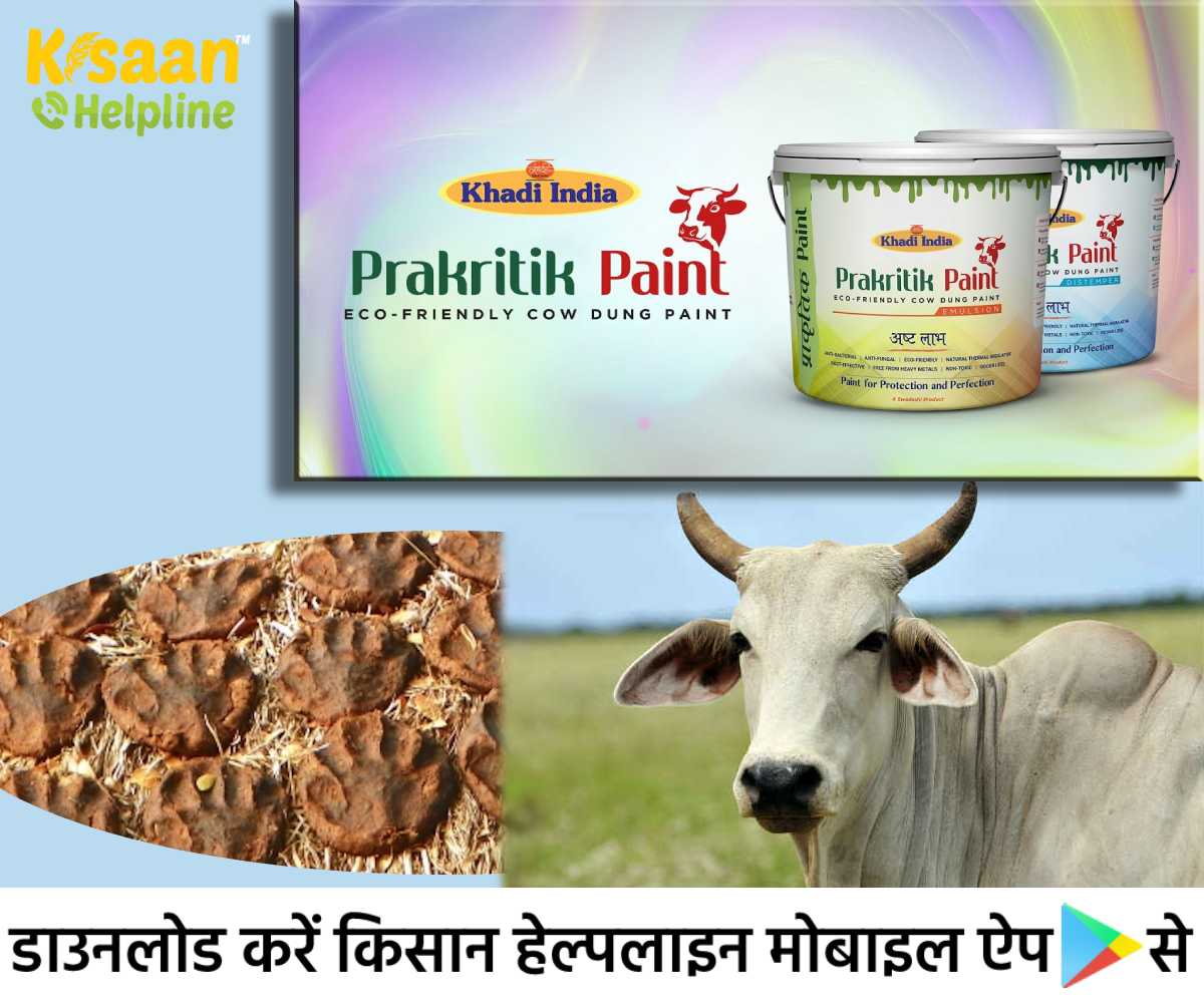 गोबर से खाद और बिजली ही नहीं, अब बन रहा है प्राकृतिक पेंट, किसानों के लिए होगा फायदेमंद